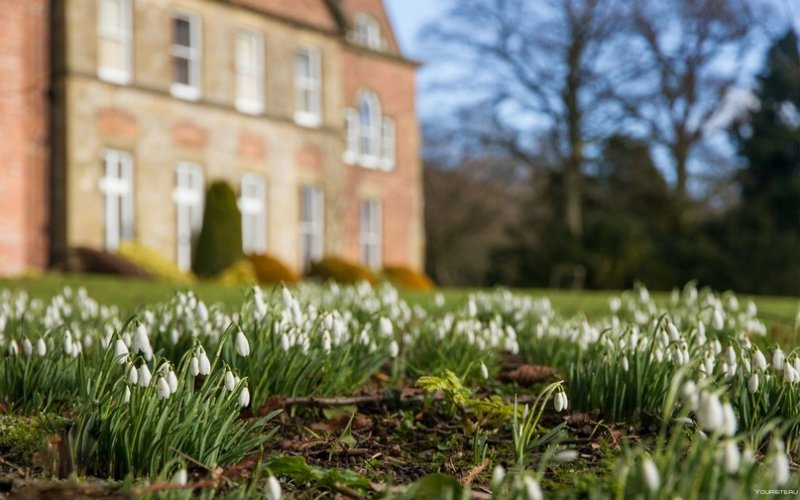 Пролеска Англия
