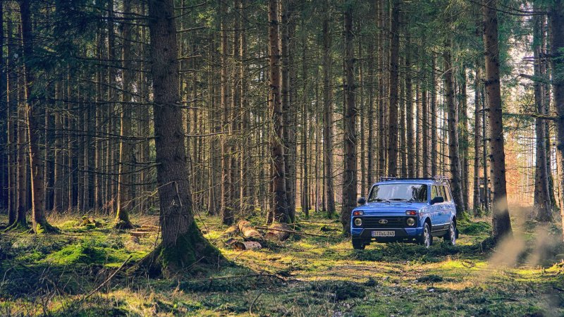 Нива в лесу