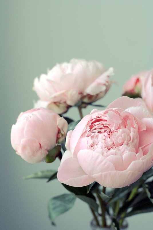 Пиони Пинк (Peony Pink)