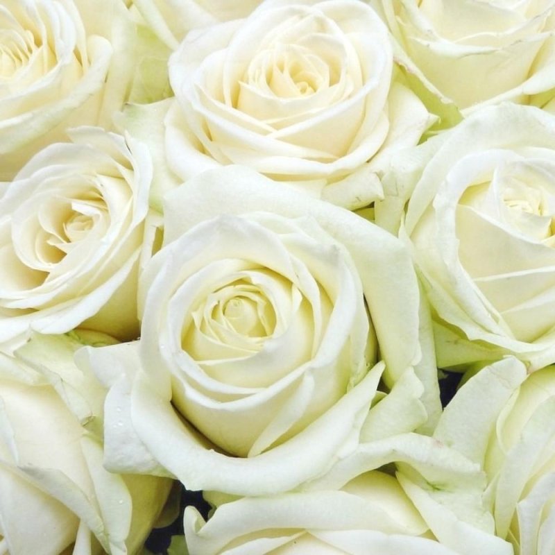 Роза Магади