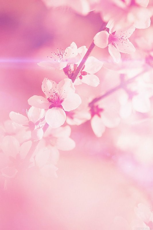 Цветочные фоны в хорошем качестве