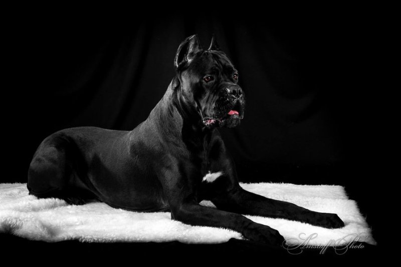 Cane Corso собака