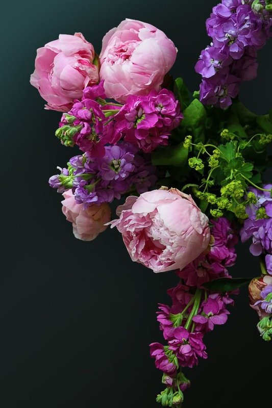 Ранункулюс лиловый