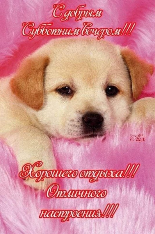 Милые щенки