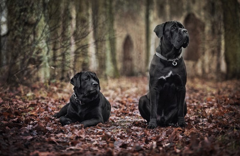 Кане-Корсо породы собак