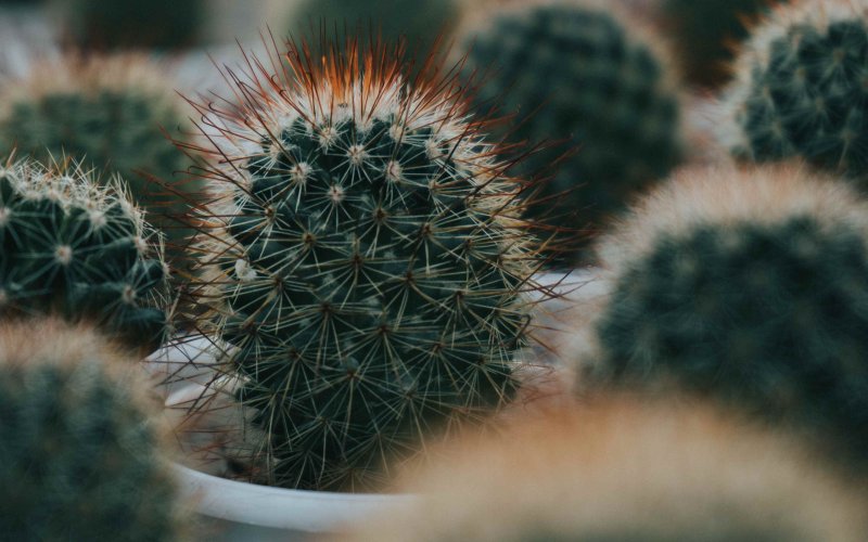 Кактусы и Суккуленты