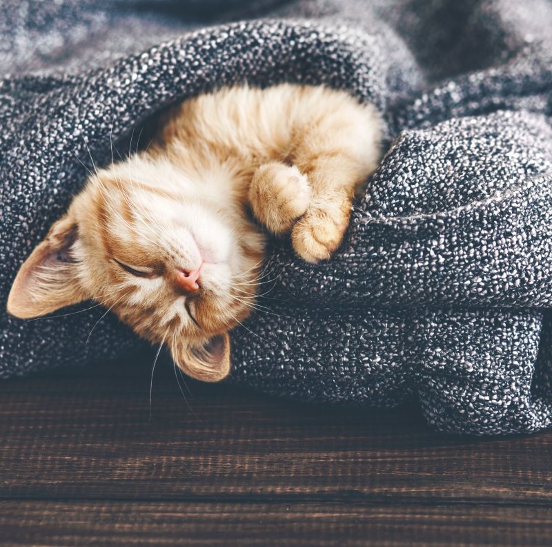 Котенок спит