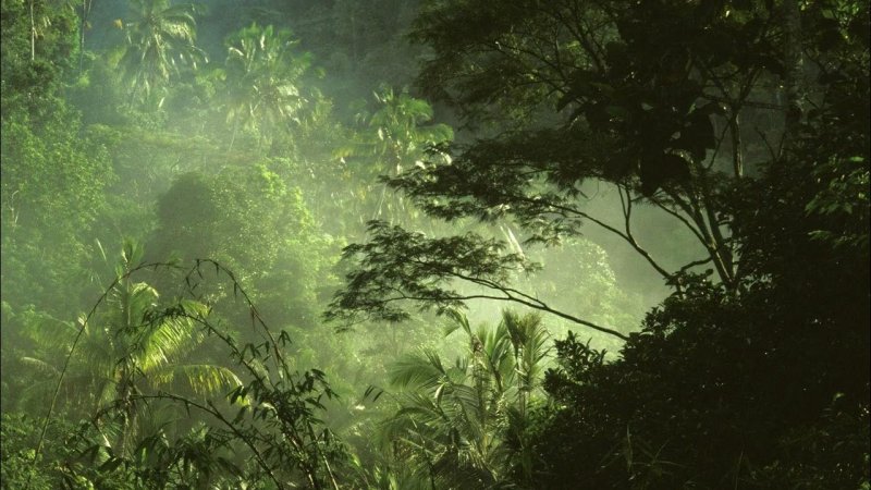 Бали тропический лес