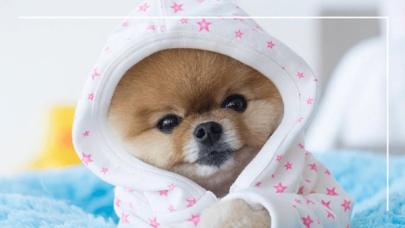 Милые собачки