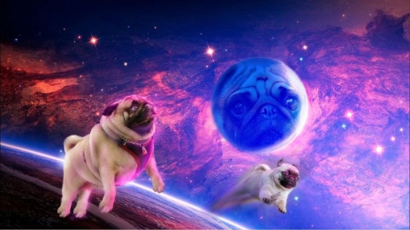 Мопс космонавт