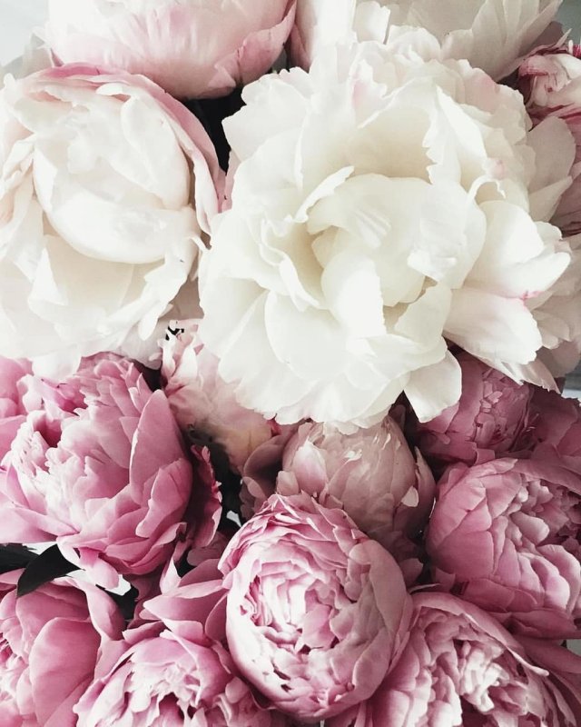 Rose reverence пион