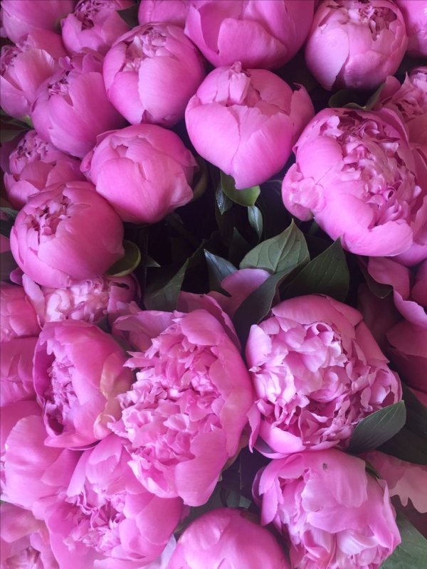 Гисслер пионы