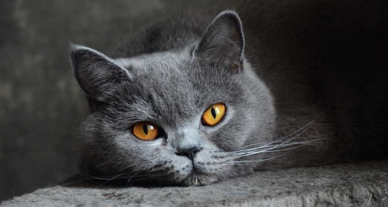 Британская короткошёрстная кошка