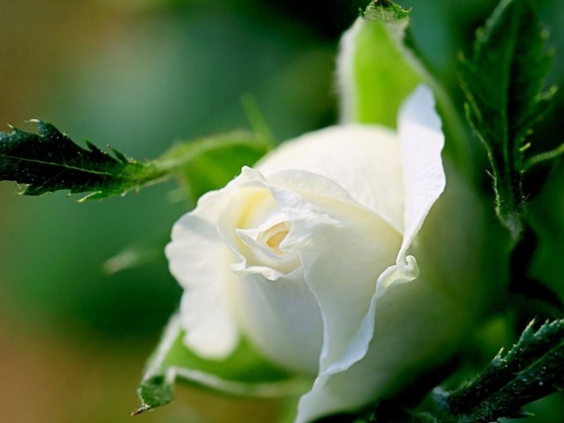 Красивые белые розы