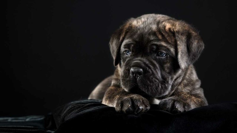 Кане Корсо щенок черный