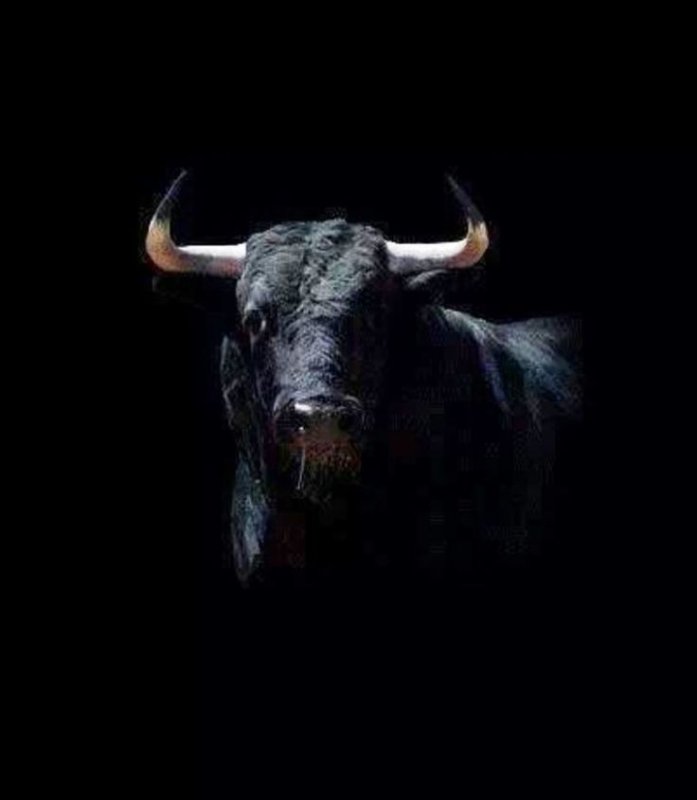 Черный бык