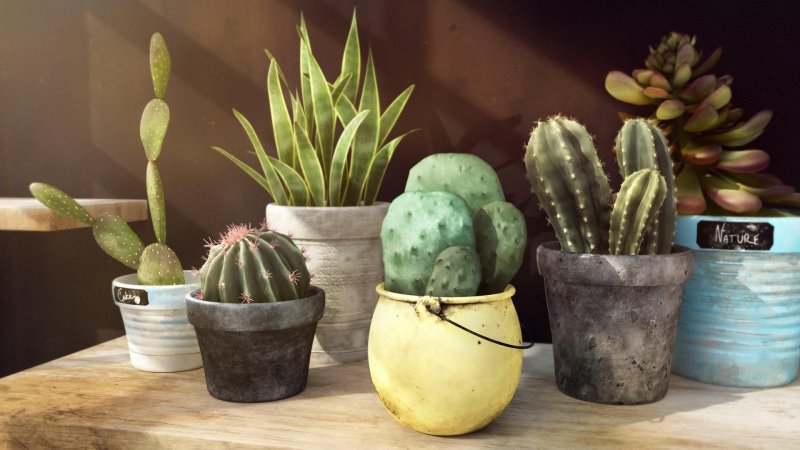 Кактус в горшке