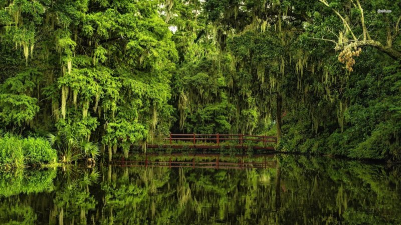 Тайга джунгли Сельва