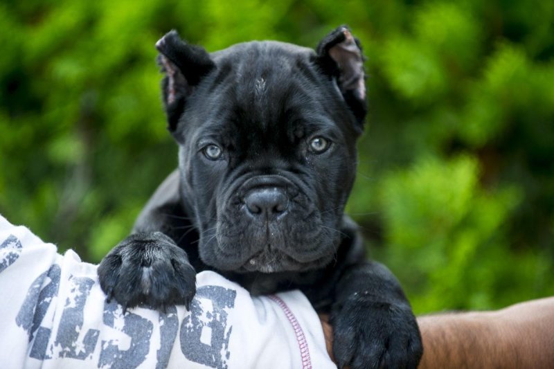 Кане Корсо щенок