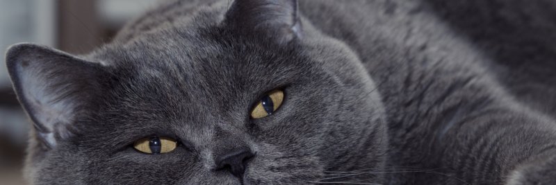 Голубой британец кот