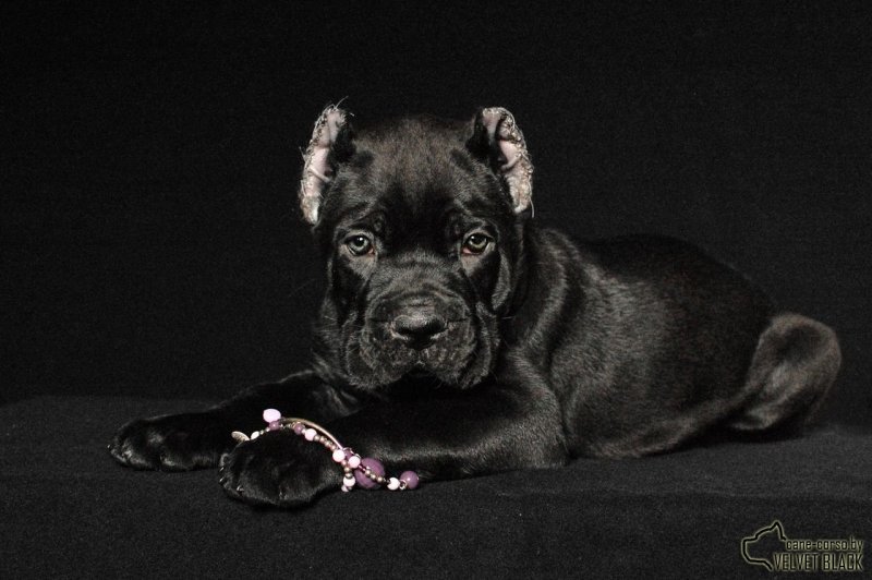 Кане Корсо морда