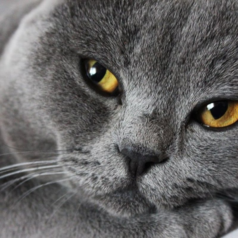 Британская короткошёрстная кошка