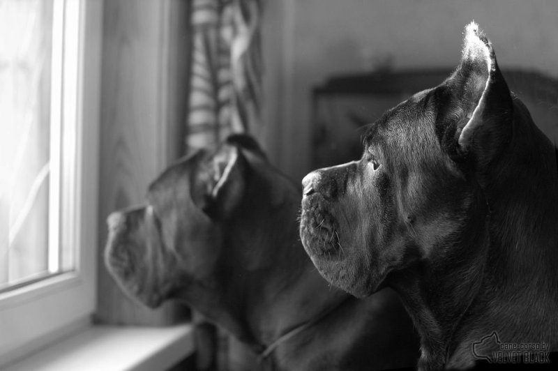 Cane Corso бойцовские