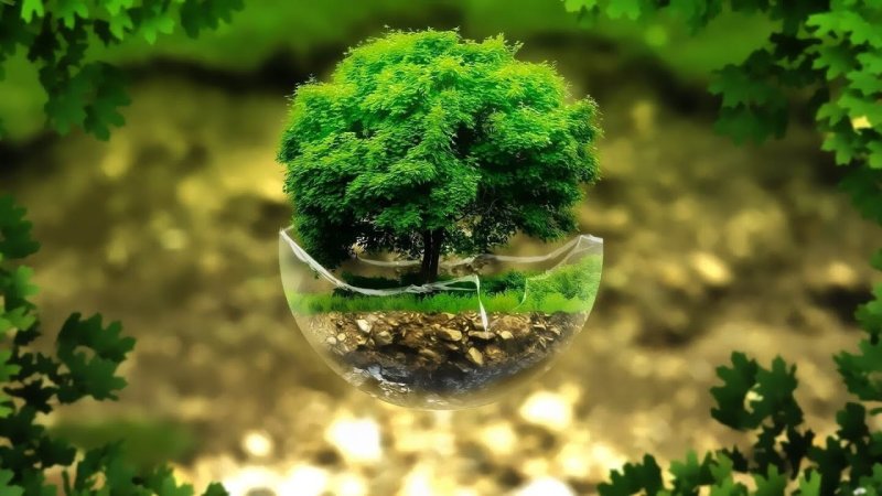 Экология окружающей среды