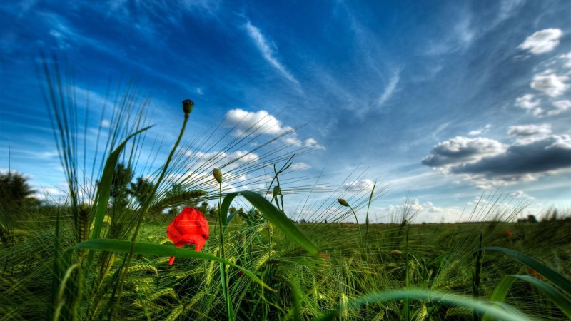 Фон природа