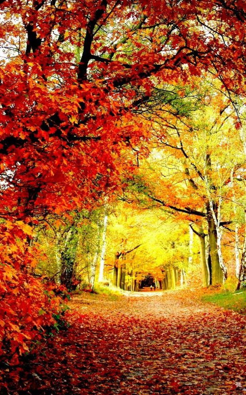 Осенний парк