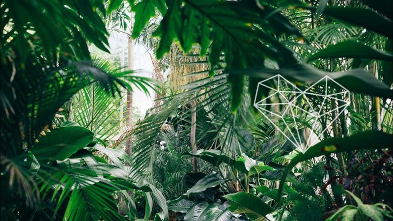 Оранжерея тропики в Ботаническом саду