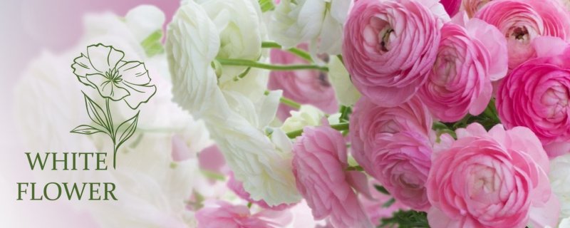 Ранункулюс Прованс