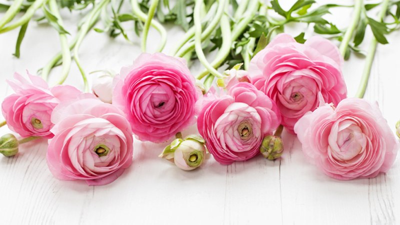 Ранункулюс фуксия