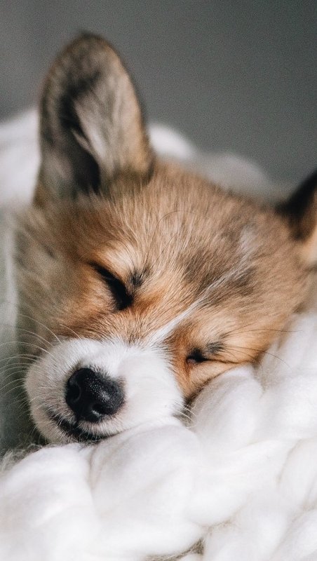 Вельш-корги пемброк