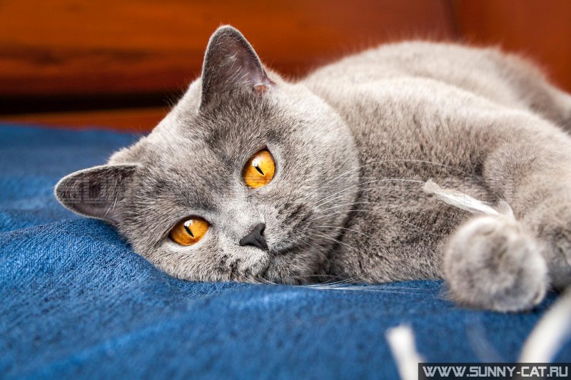 Британский короткошерстный кот серый