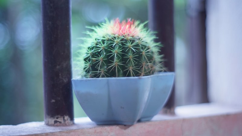 Кактус Пинтерест