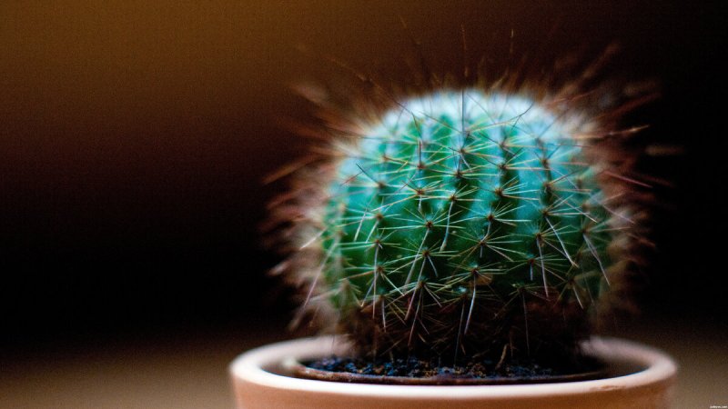 Красивые кактусы