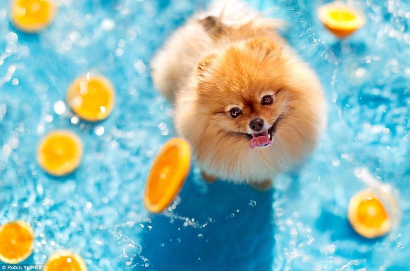 Картинки шпица