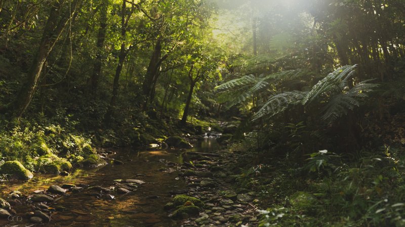 Тропический лес