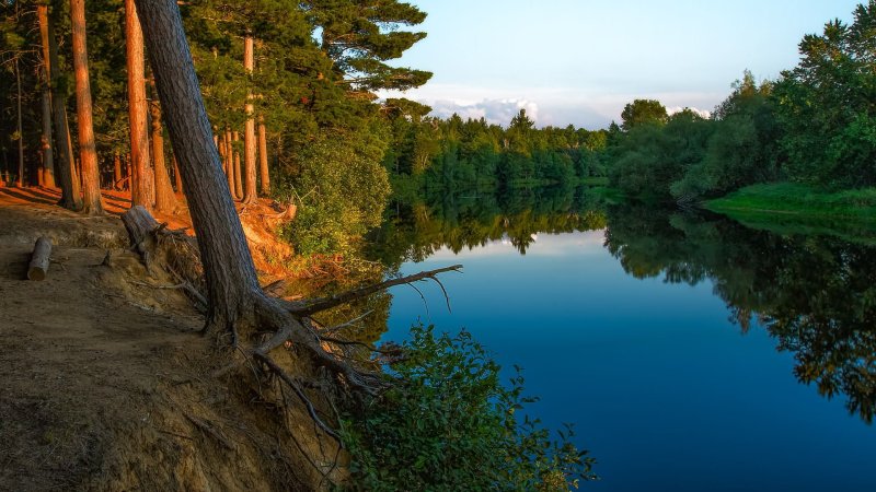 Лес Сосновый Бор Марий Эл