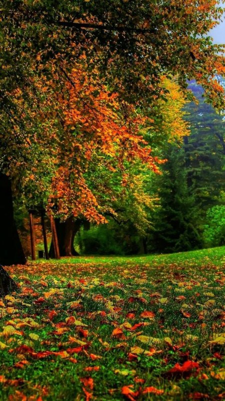 Ранняя осень в лесу