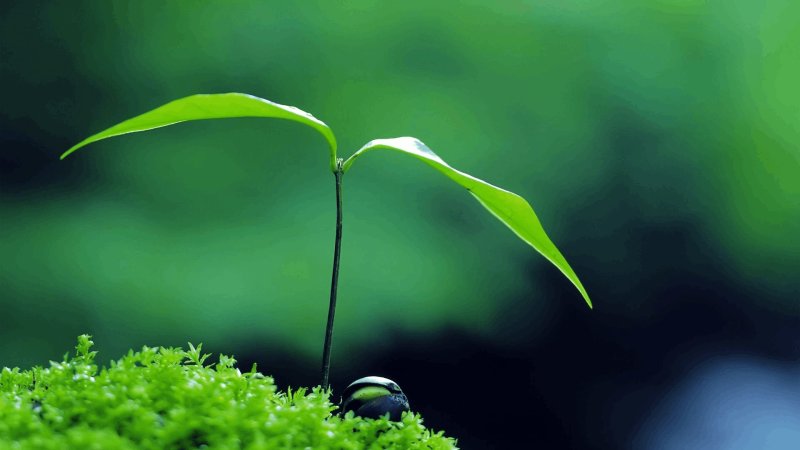 Зеленый Росток