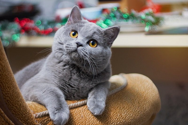 Британская короткошёрстная кошка шартрез