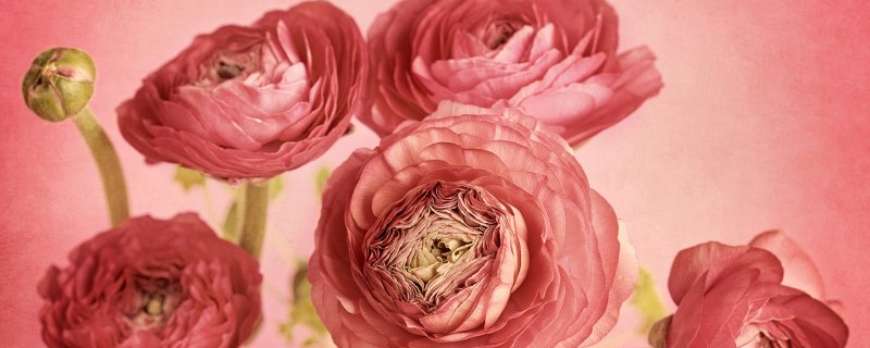 Ранункулюс Дольче Вита розовый