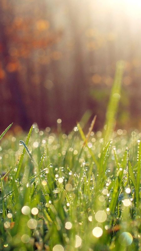 Роса на траве