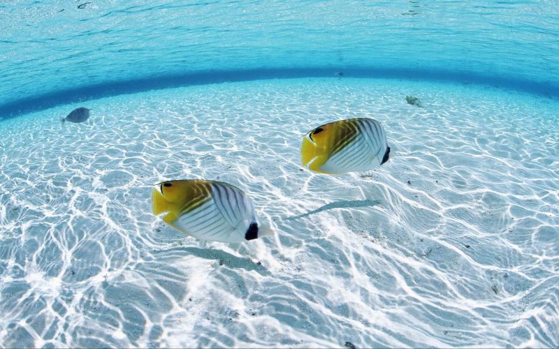 Рыбы в океане