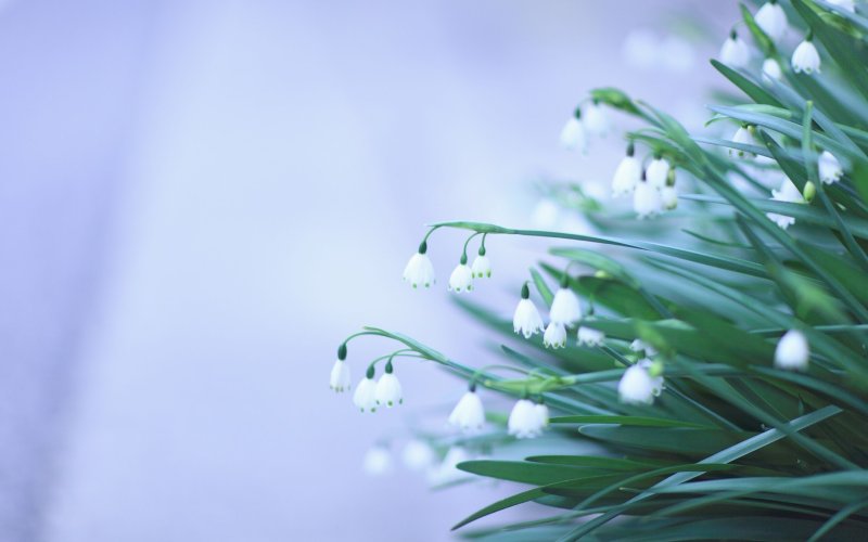 Подснежники, Ландыши, примулы