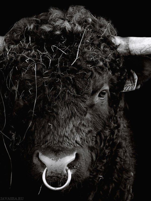 Красивый бык