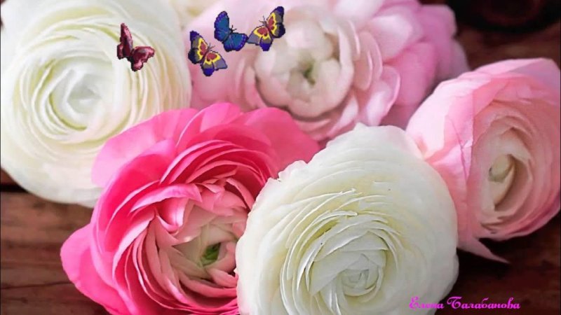 Ранункулюс (Лютик) Вайт