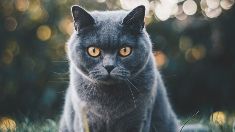 Картинки на рабочий стол котики